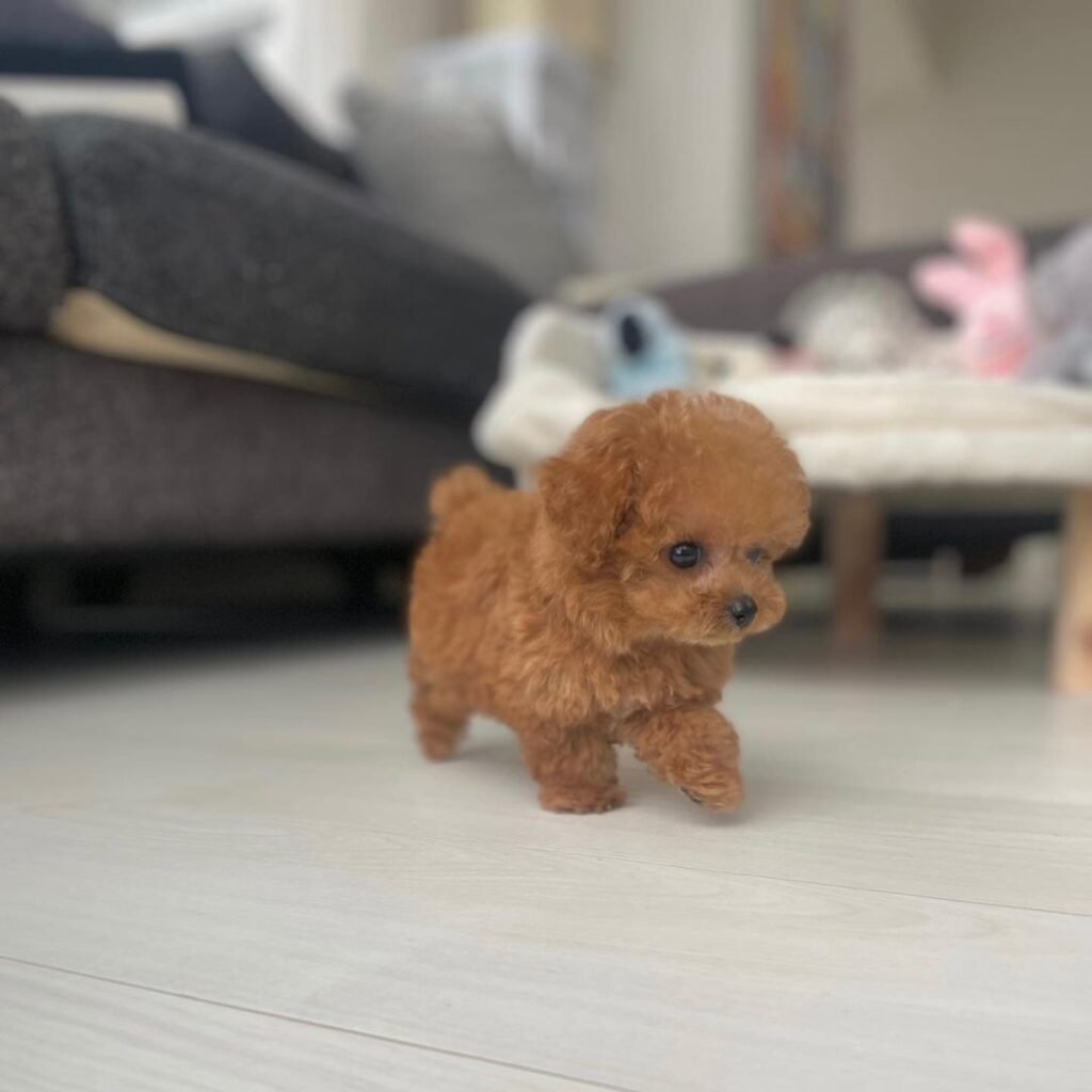 Teacup poodle puppies for sale