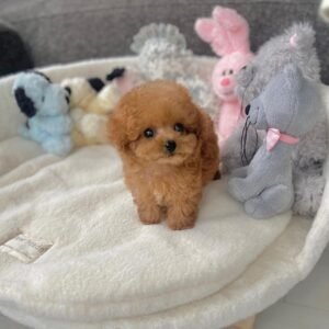 Teacup poodle puppies for sale