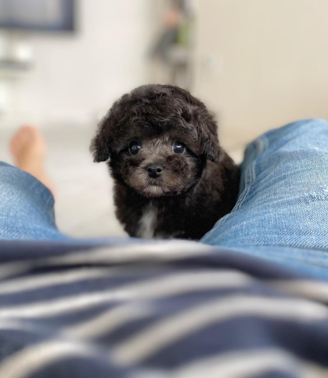 Teacup poodle puppies for sale