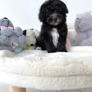 Teacup poodle puppies for sale