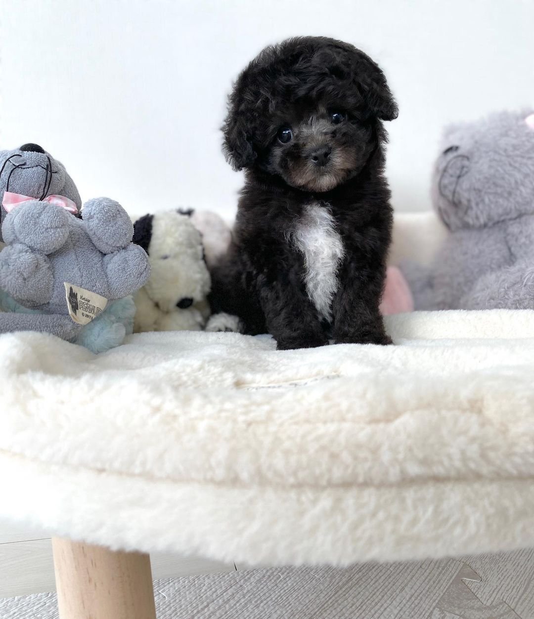 Teacup poodle puppies for sale