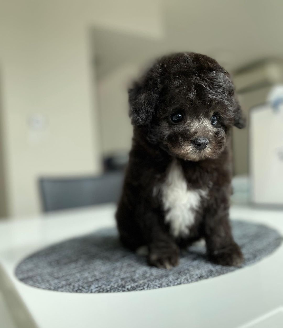 Teacup poodle puppies for sale