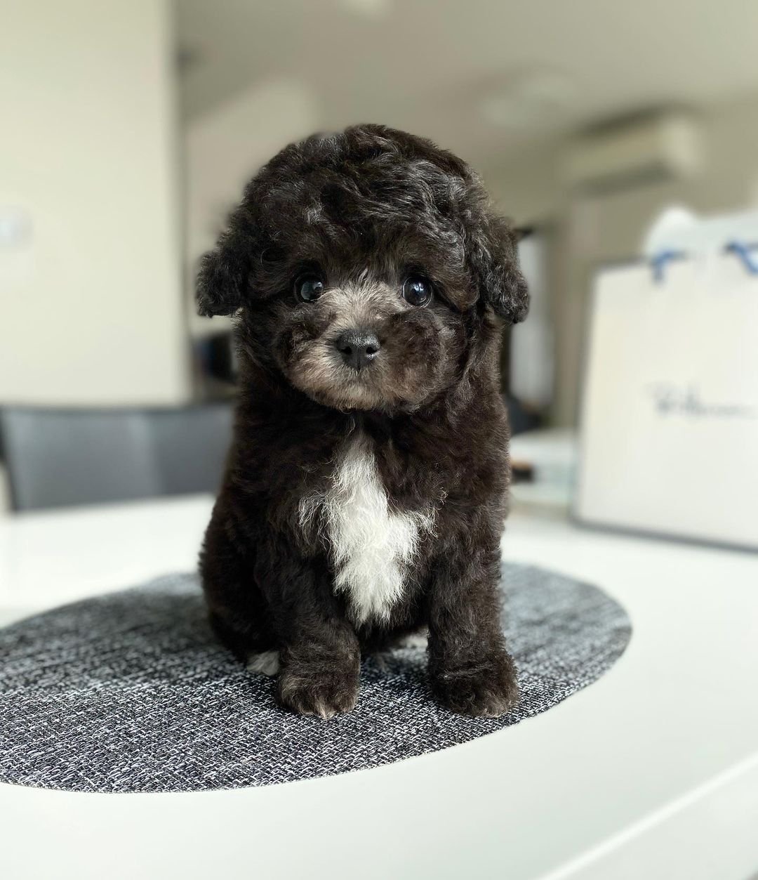 Teacup poodle puppies for sale