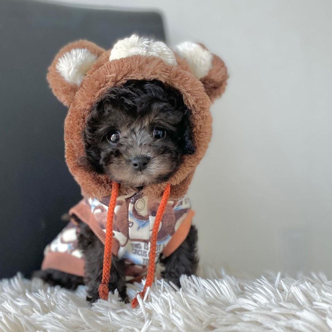 Teacup poodle dpuppies for sale