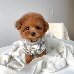 Teacup puppies for sale