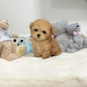 Teacup puppies for sale