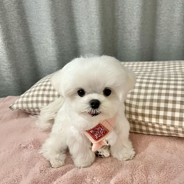 Tiny puppies for sale