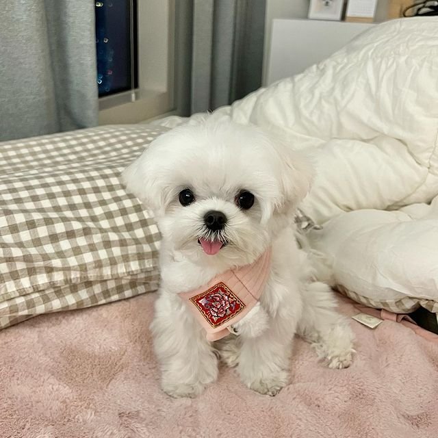 Healthy teacup puppies for sale