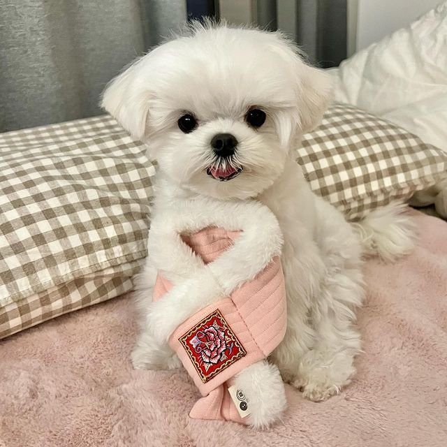 Teacup puppies