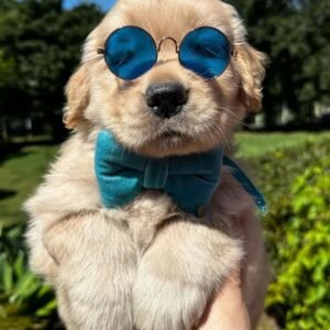 golden retriever puppies for sale