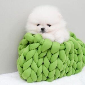 Pomeranian Puppy For Sale