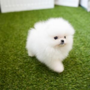 Pomeranian Puppies For Sale